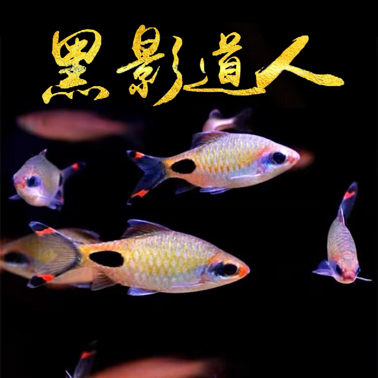 红唇红线黑影道人鱼草缸溪流缸热带观赏鱼【6-8cm】