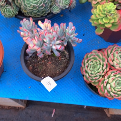 玉*?5047棒叶福娘多肉