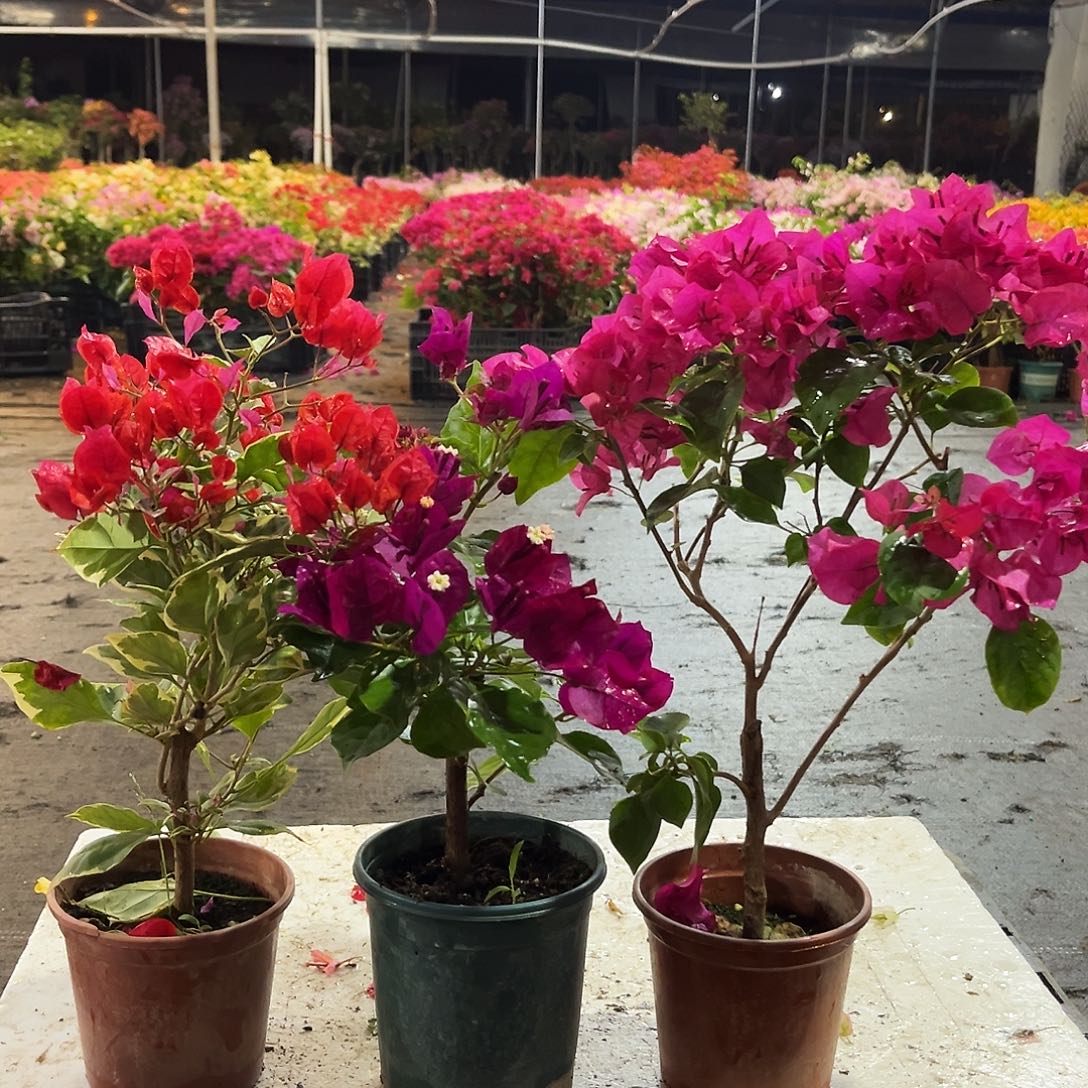 大部分花苞少量开放孟加拉红，黑暗行者，黑玫瑰