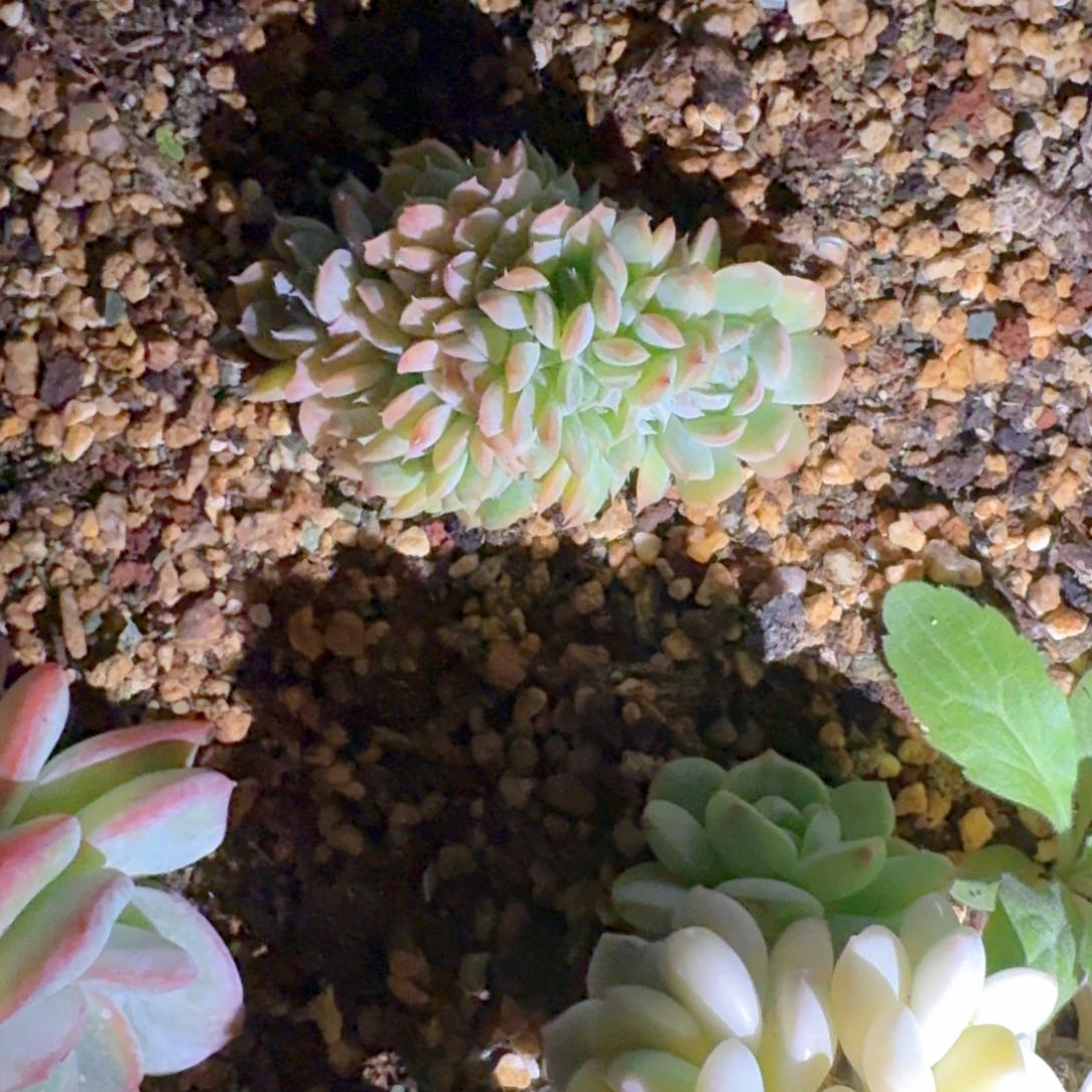 起司缀化珍妮弟拍