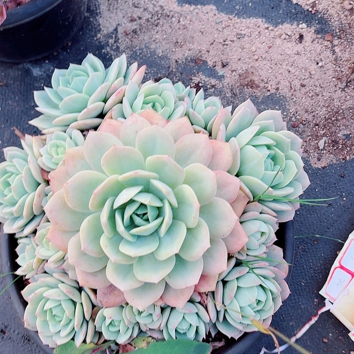 恋曲老桩精品多肉一物一拍41号