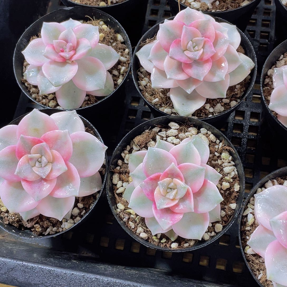 量拍138号 宽叶紫乐锦单头一个