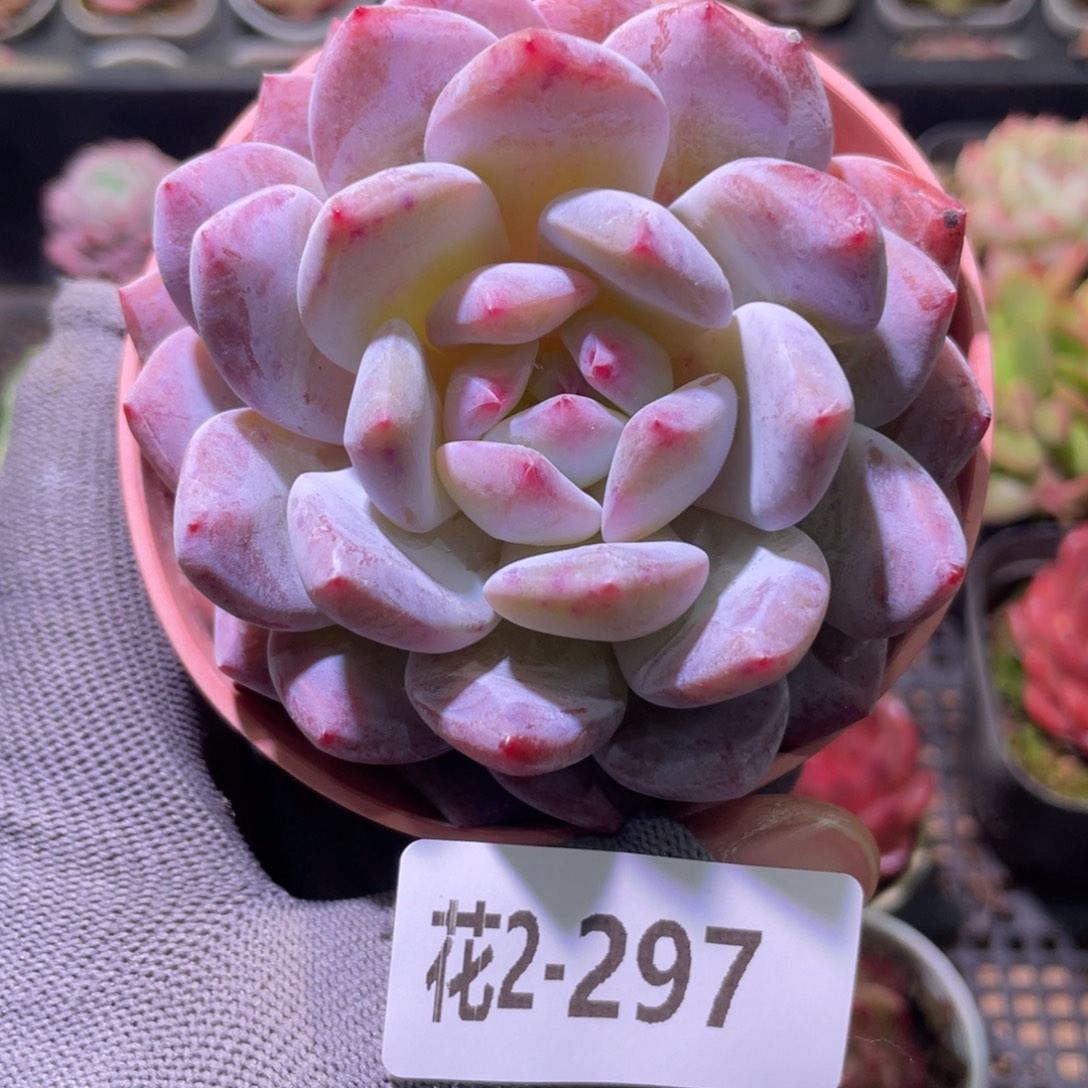 花利美2-297橙梦露