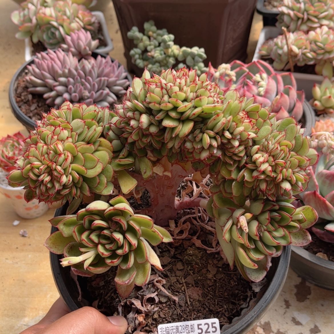 【闪购商品】525红花女王缀