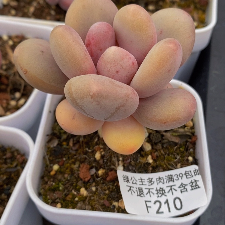 210 蛋黄奶 5 厘米