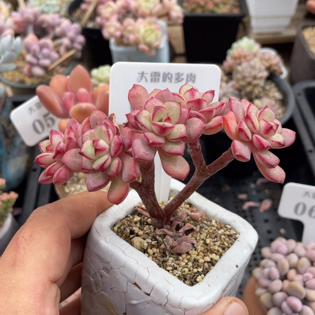 0695探戈不带盆11厘米