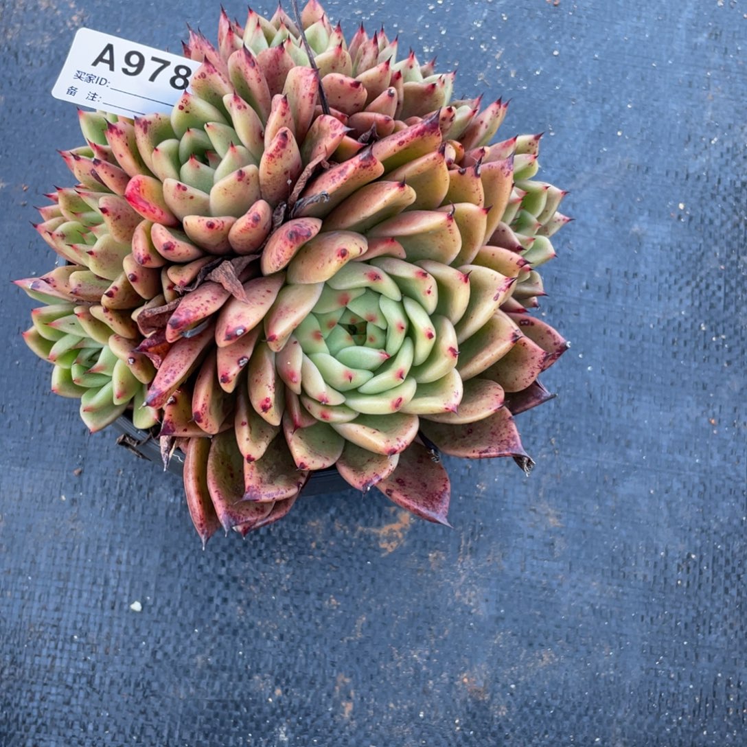 若如东云单拍A978