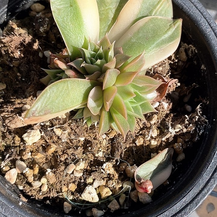 皮皮虾一物一拍，