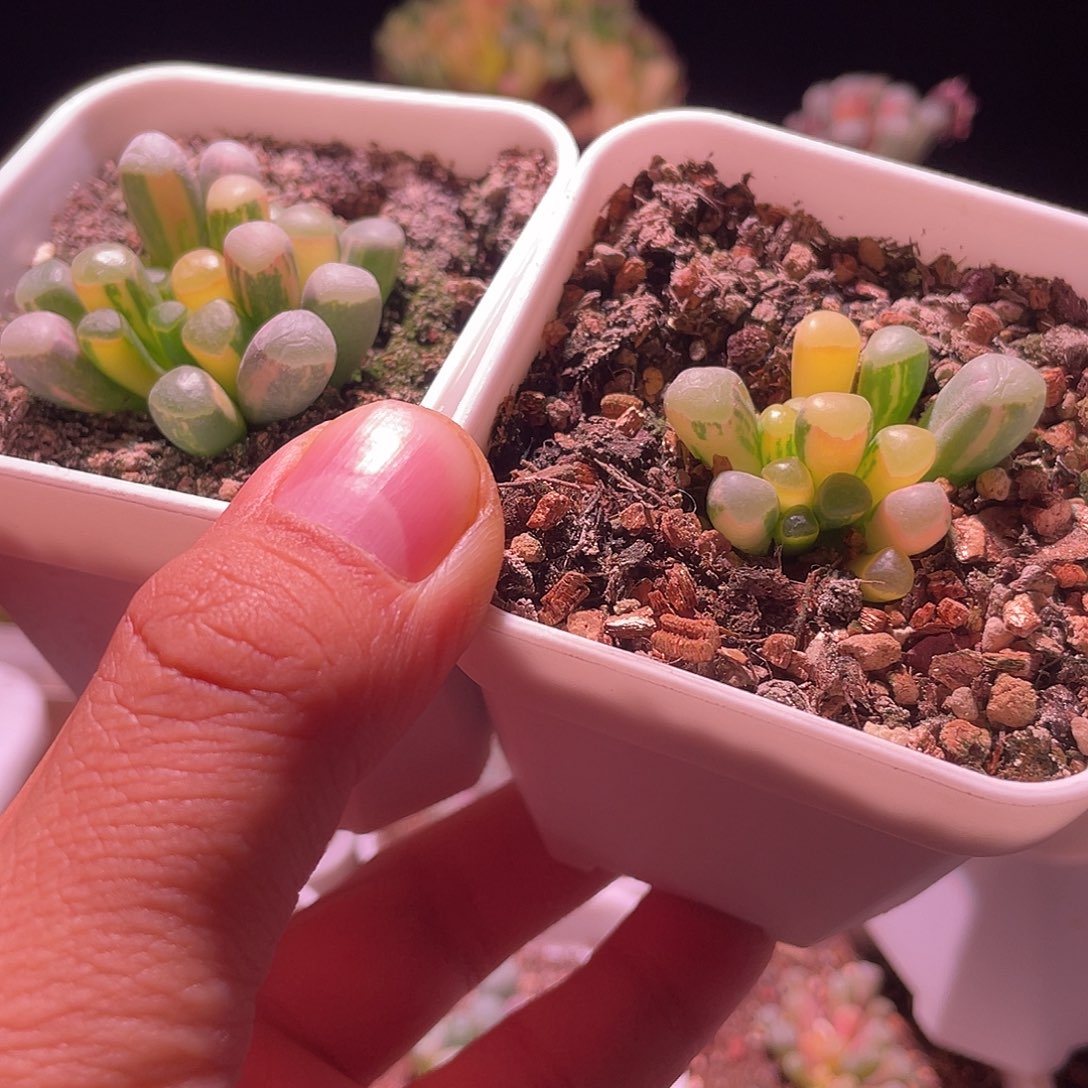 小***柔五十玲玉锦特价包邮