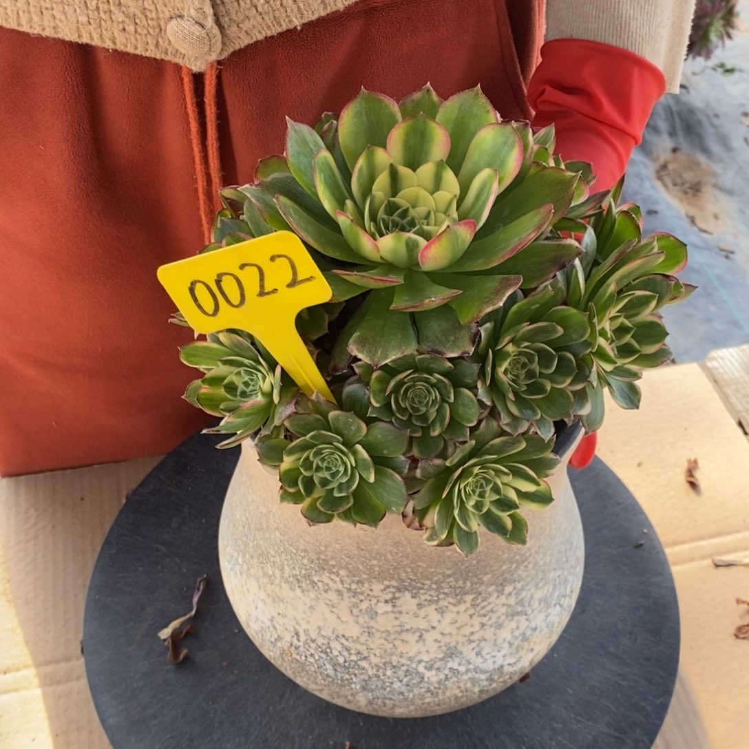 红陶0022海王法师