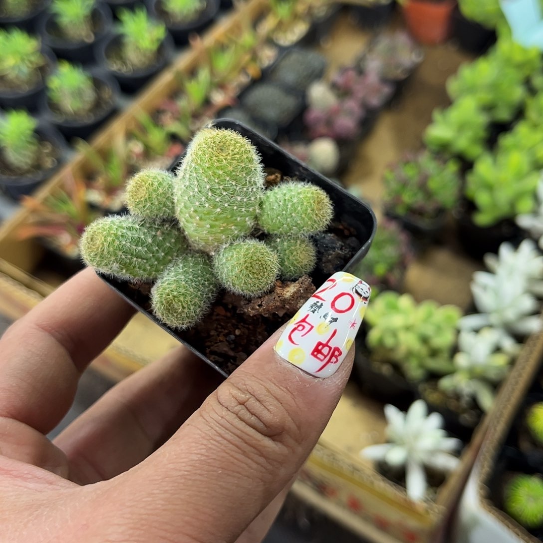金蝶群生有根发货有根