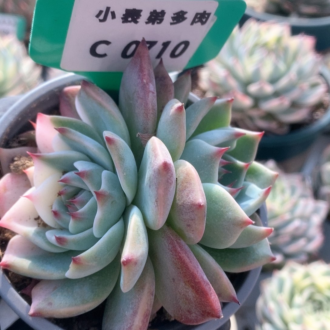 710锦锦锦锦锦锦