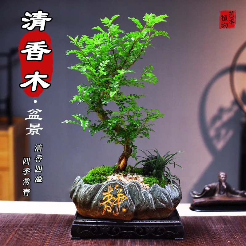 胡椒清香木盆景四季好养活室内外净化草植物造型盆栽小绿植办公室