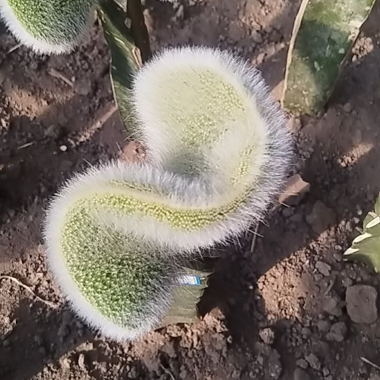 兰***博仙人球九尾狐缀化兰博