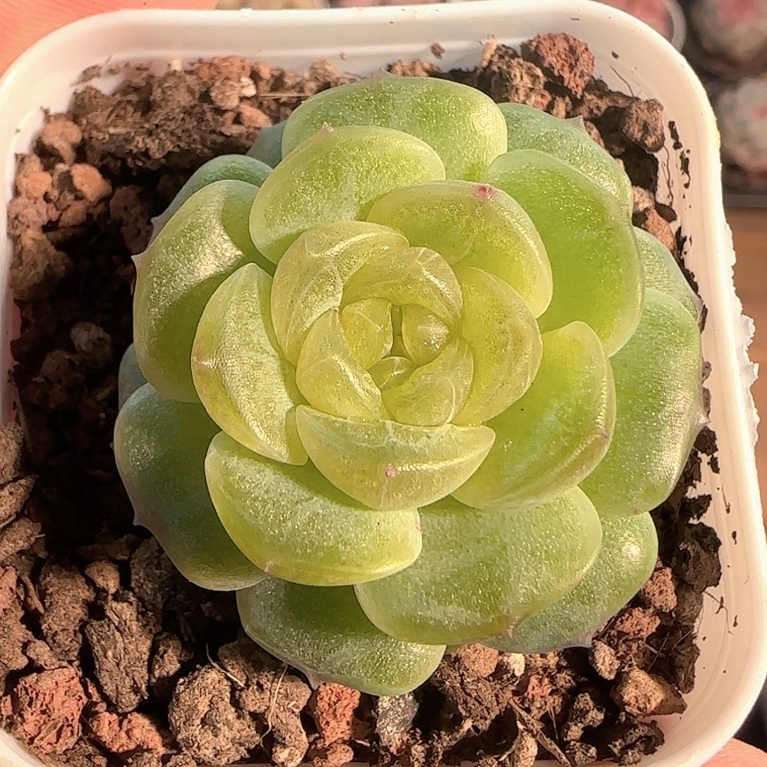 多肉1130-65无尽灯