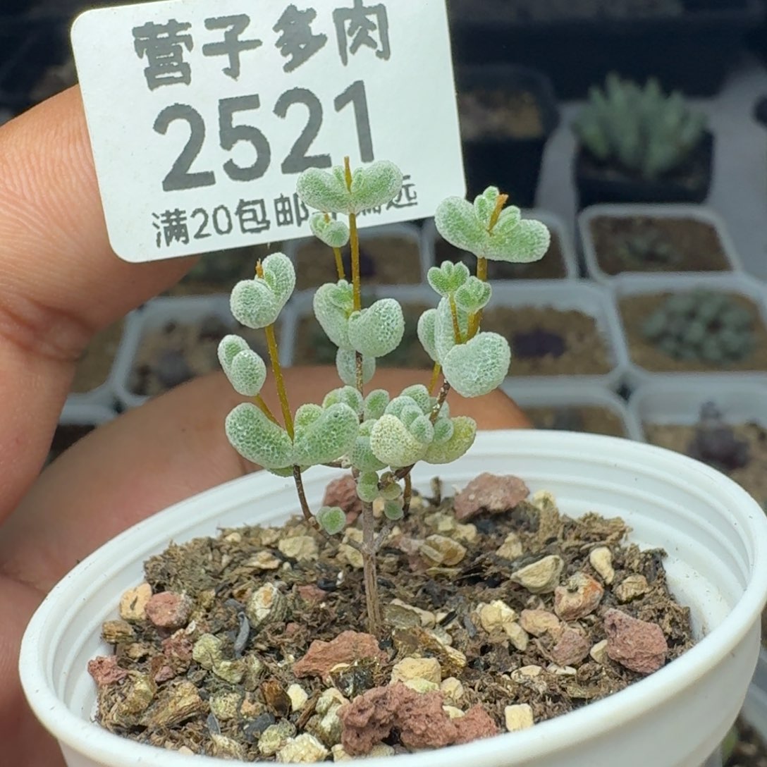 莱斯带盆土。         