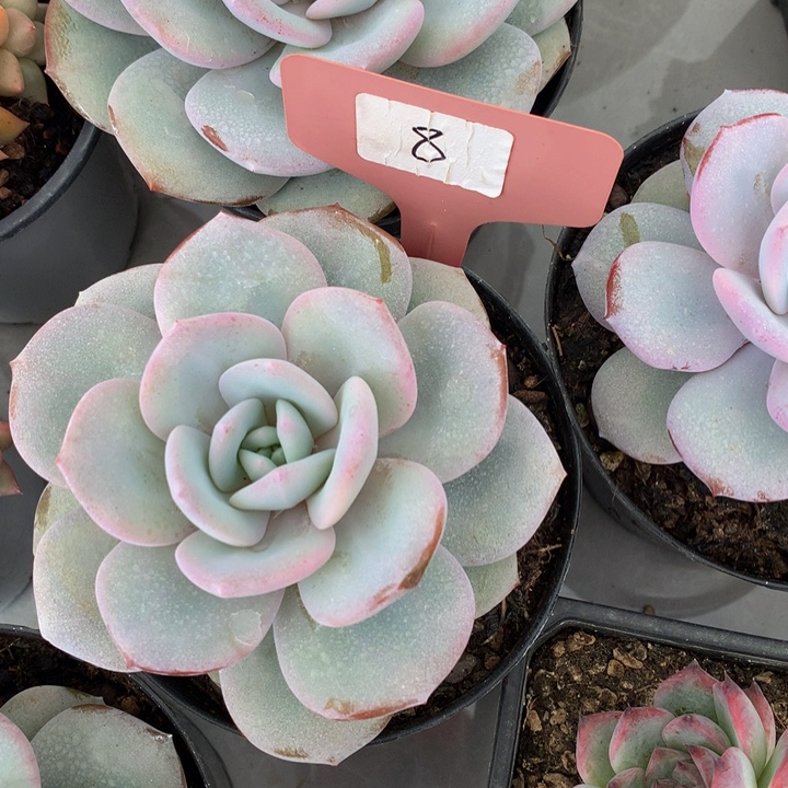 多肉植物72737373838