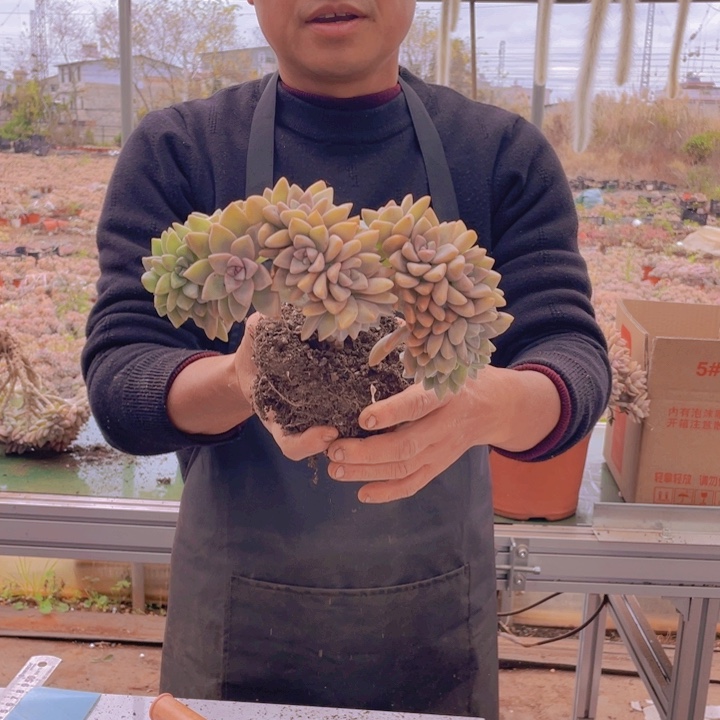 224淡雪缀化一物一拍