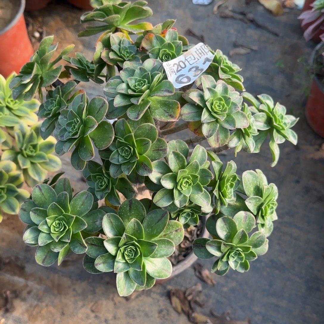 圣诞节631满20包邮断枝不包