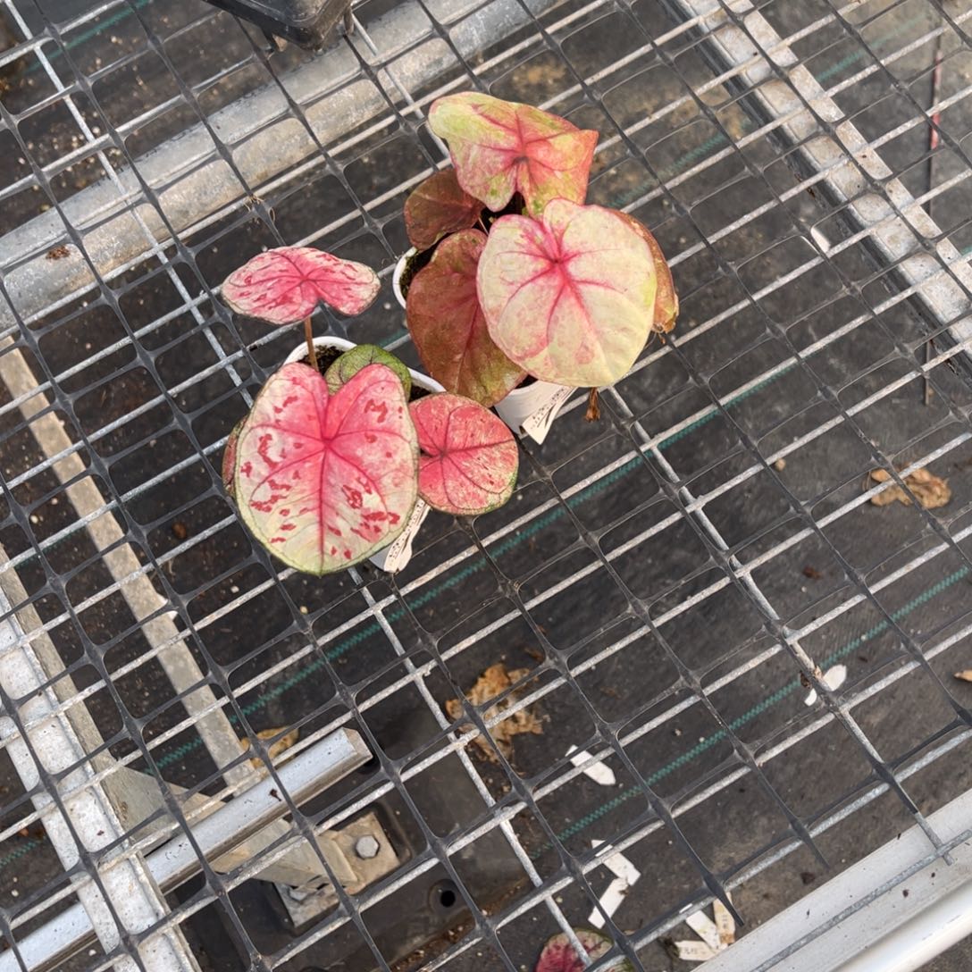 ****无花朵          723.724草莓哈啦不包售后