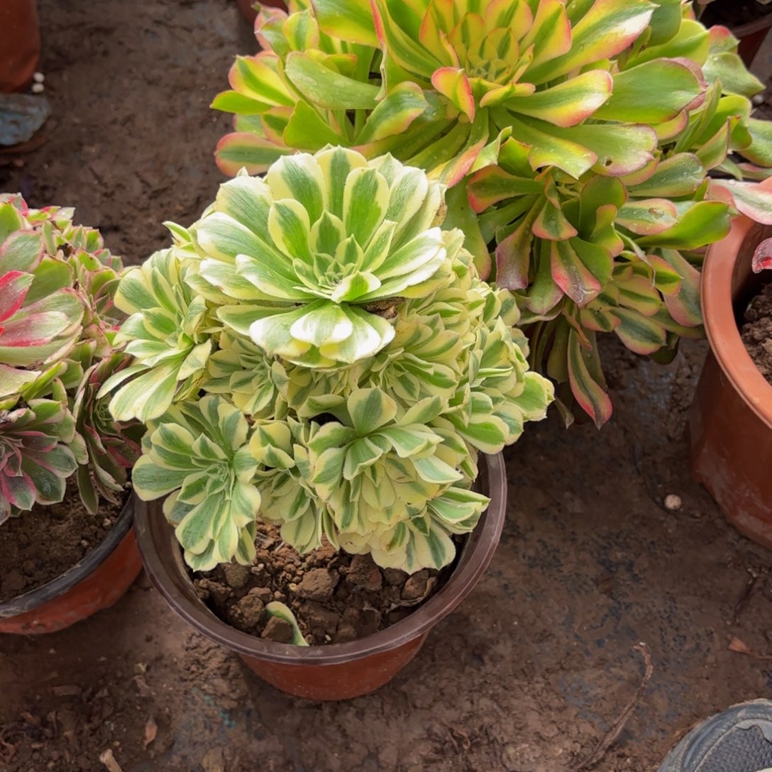 迈巴赫9.9多肉植物