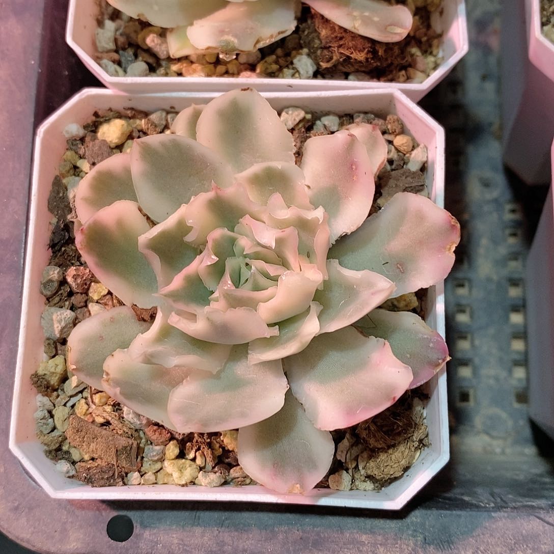 紫蝴蝶锦多肉植物。。。。。。。