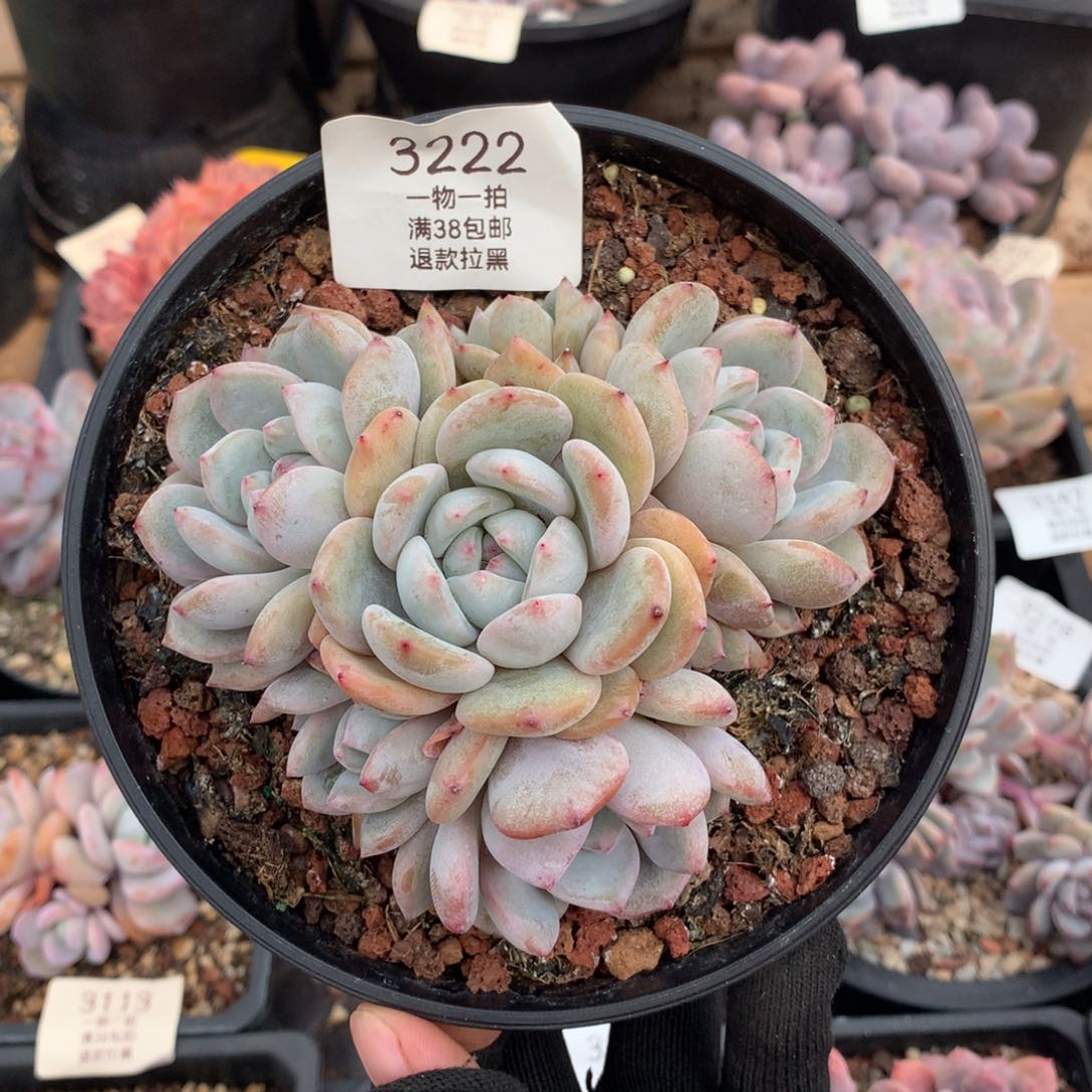 11厘米六头石榴籽3222