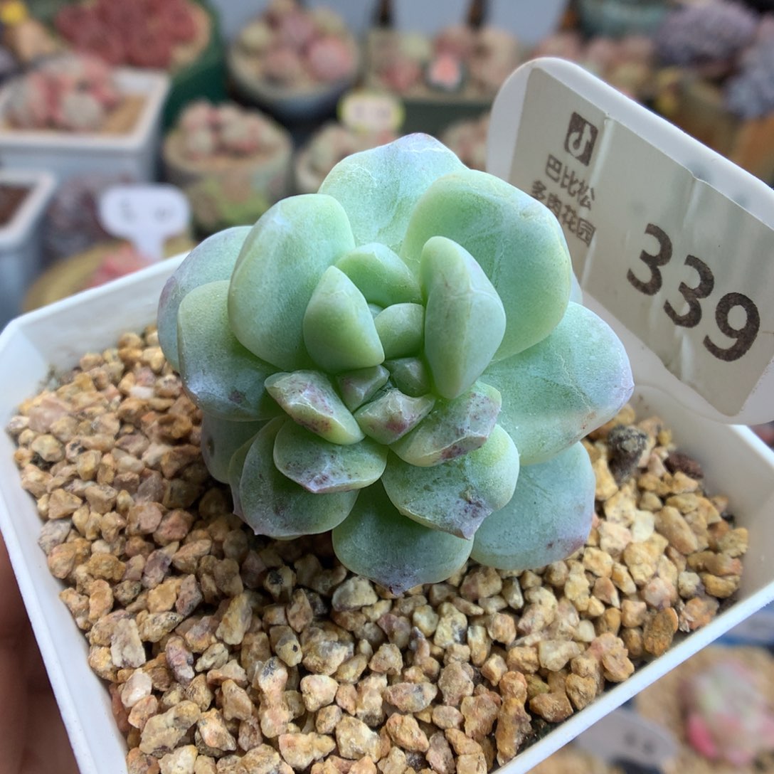 339双心冰玉石化多肉植物