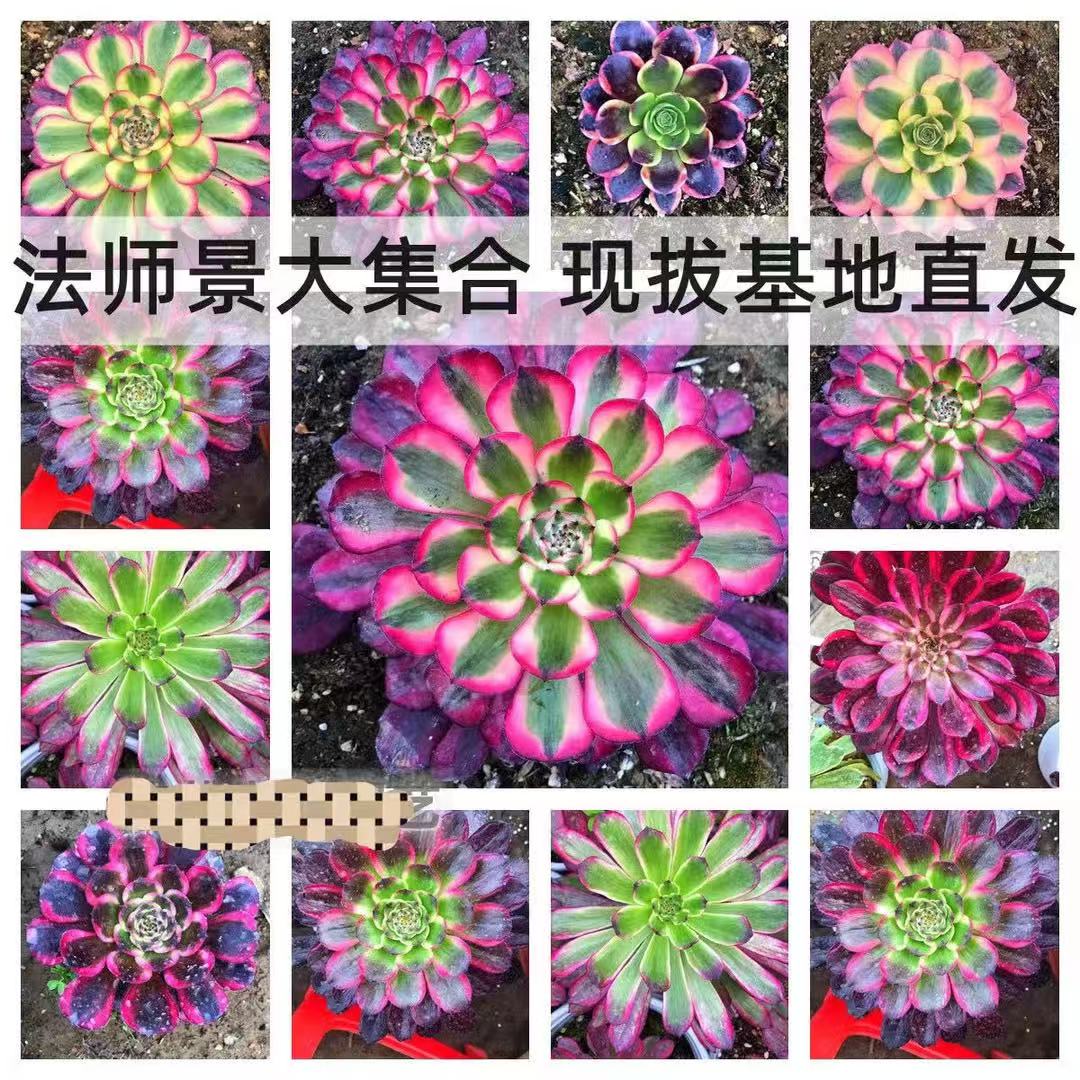 法师景一箱单头25颗，保证10个品种不重复，有大有小，处理无售后