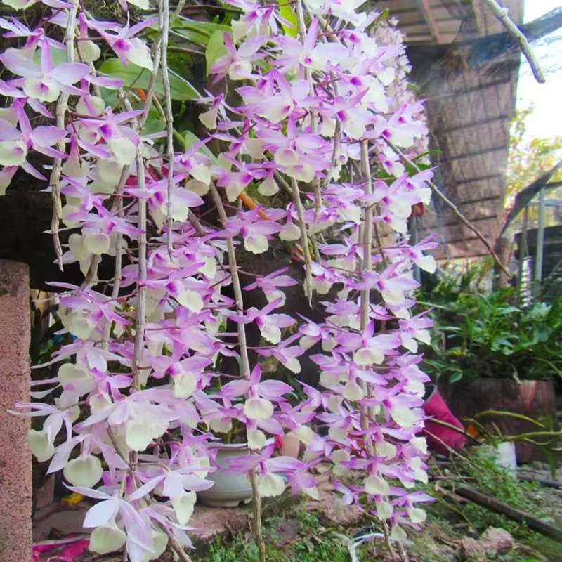 云南精品石斛兰可吃可以观赏（一物一拍）