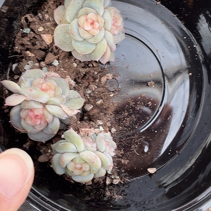 OTO多肉切糕优选dy0483