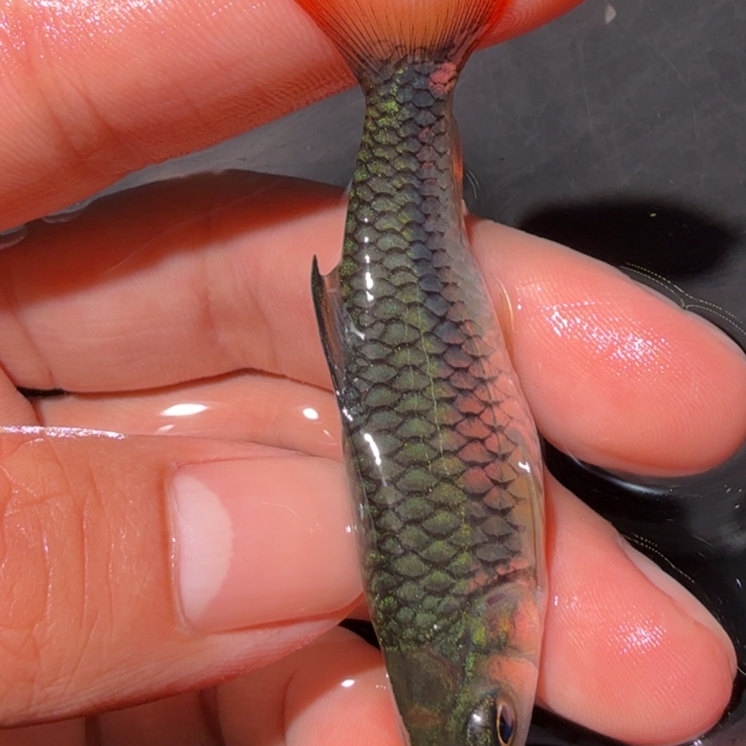 海水鱼蓝鳍彩虹  吉罗鱼