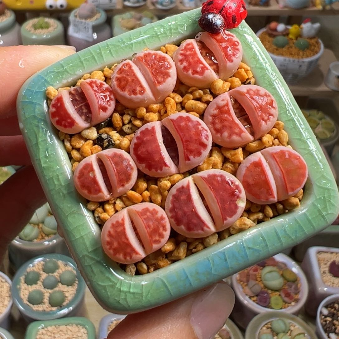 多肉植物18号红窗