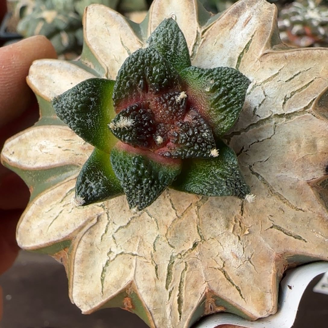 【闪购商品】纯种辛顿242