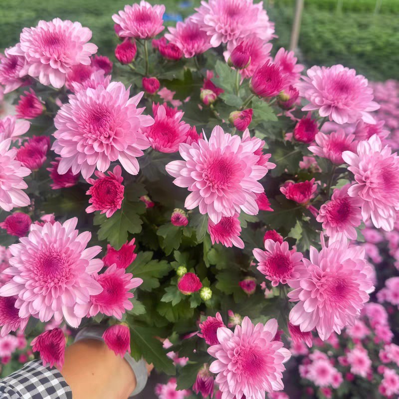 梦幻粉水晶重瓣荷兰菊带花苞盆栽室内阳台庭院多年生四季花卉植物