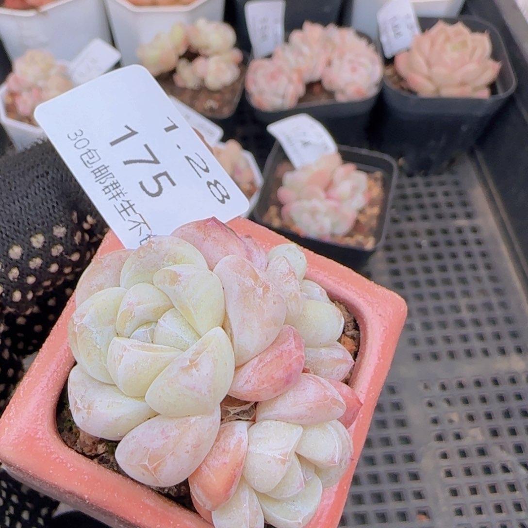 三头冰玉一颗脱土发货