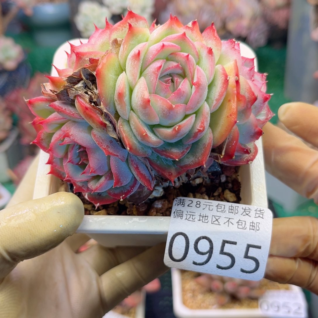 大0955:）s g s g d g v b