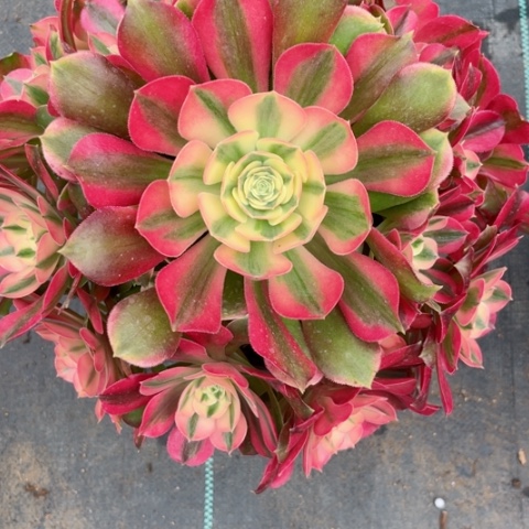 多肉植物香妃锦。