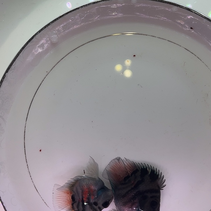 海水鱼迷你鹦鹉摩卡