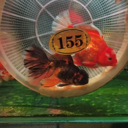 墨龙睛鱼百褶泰狮155号