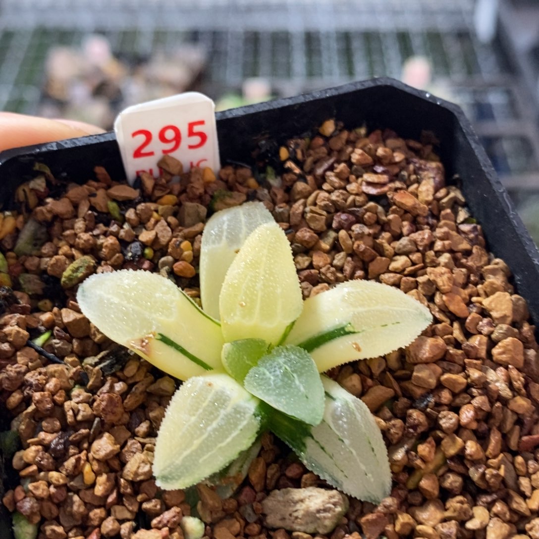 不开花植物295磨面