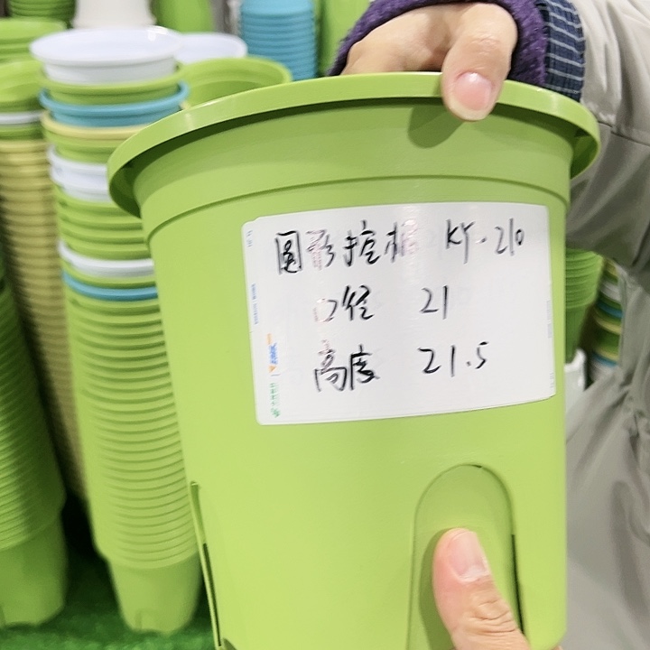 正品圆哦口21高21果绿色带托5只