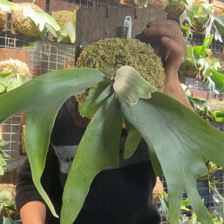 岐***木完全开放板植安第斯爪哇鹿角蕨