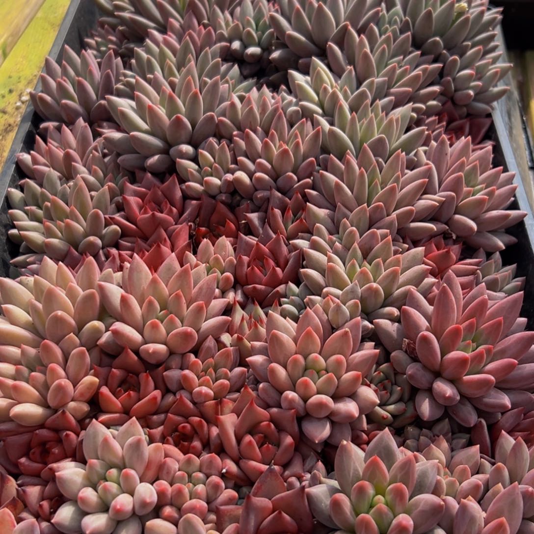 984多肉葡萄的味道是真的