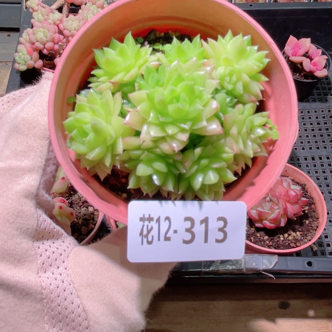 花利美12-313麦秆