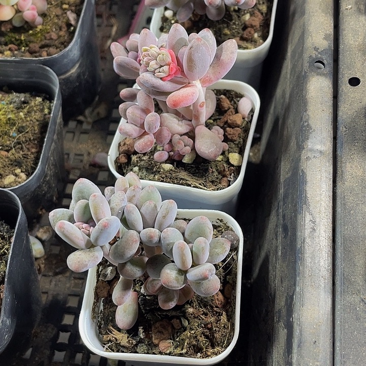 三头苹果美人带盆土发