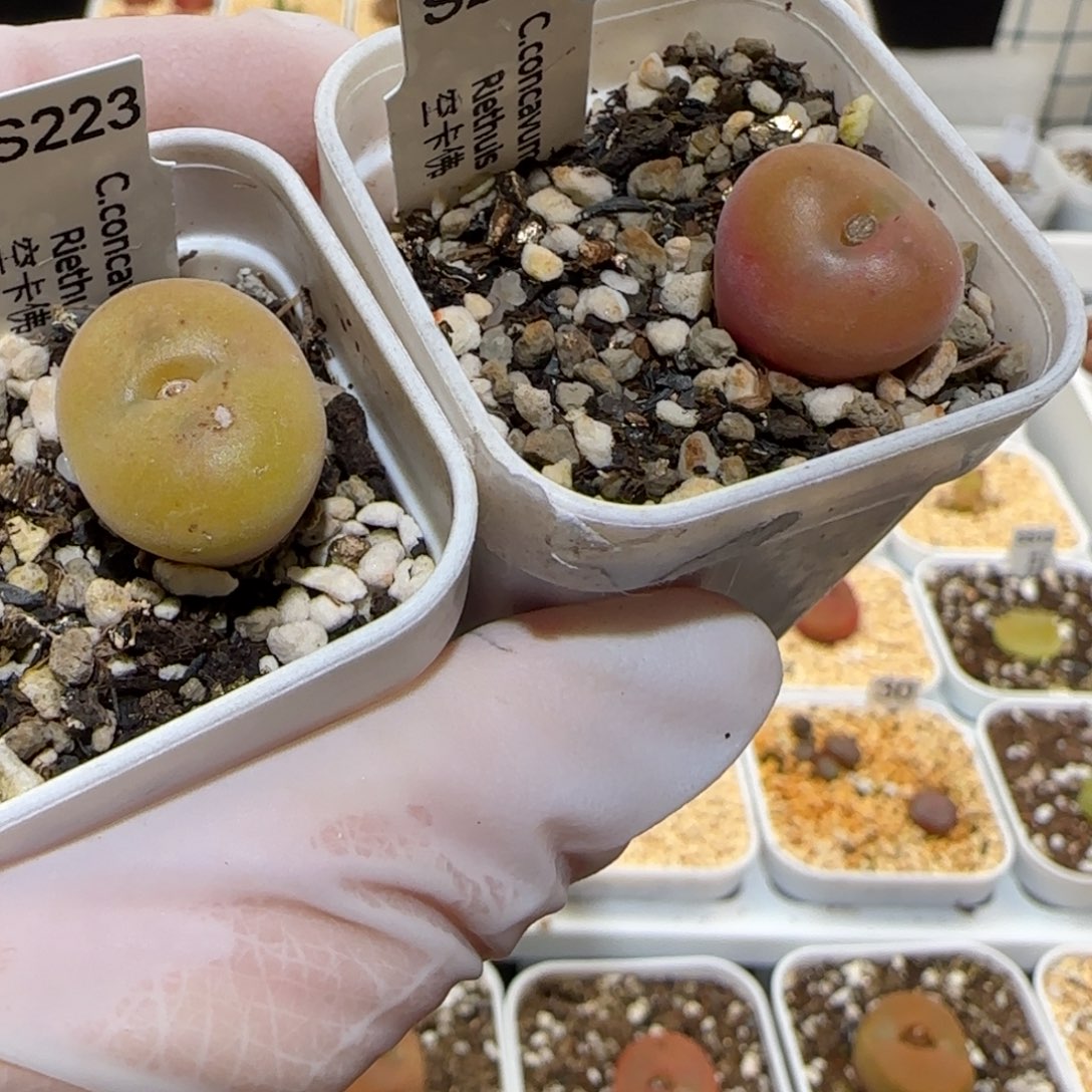 肉锥多肉植物百科1-空卡佛有疤1401