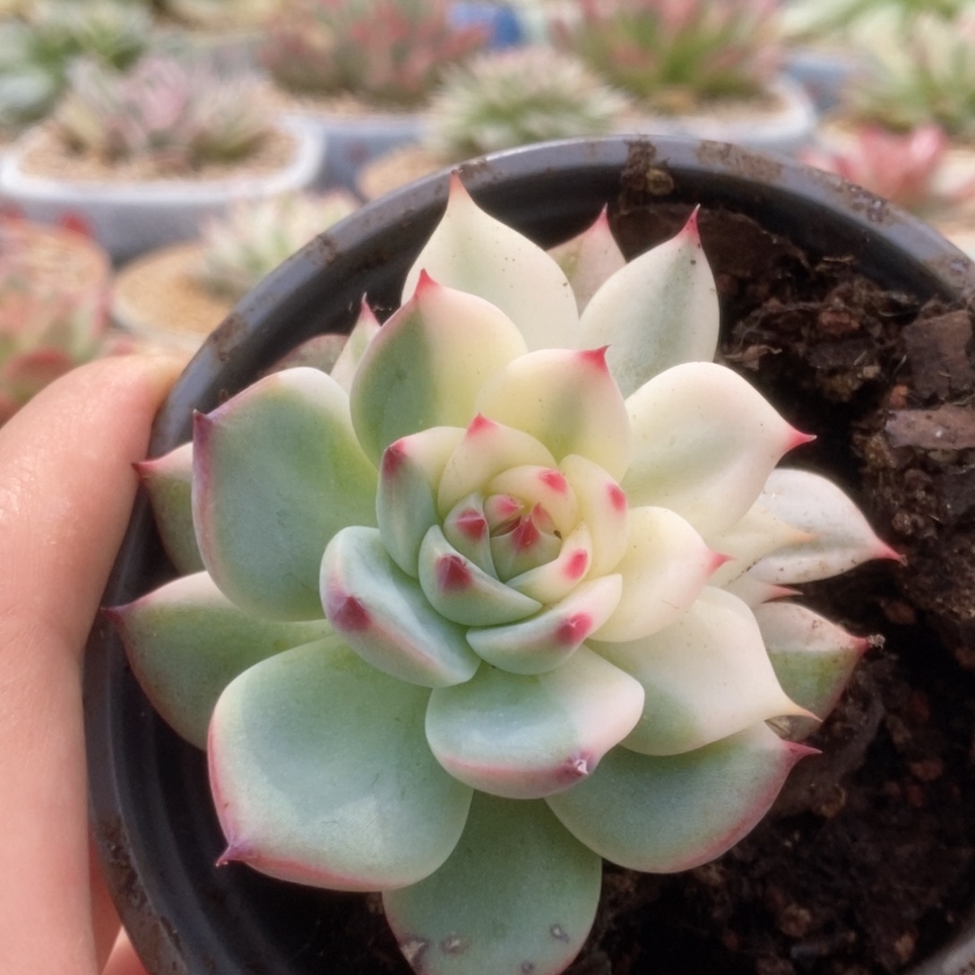 072锦锦锦锦锦锦锦锦锦