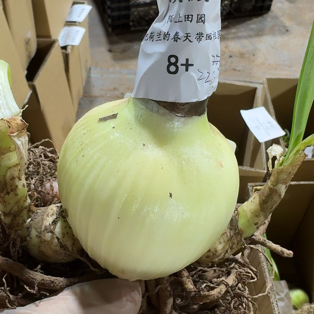 澳微8+裸球闪购。 