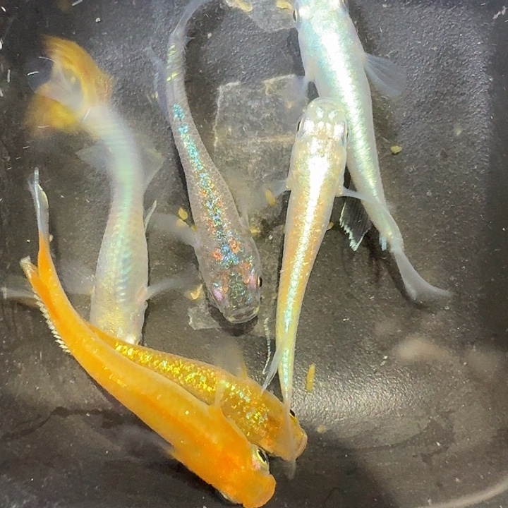 青鳉鱼49号拍品混搭一组